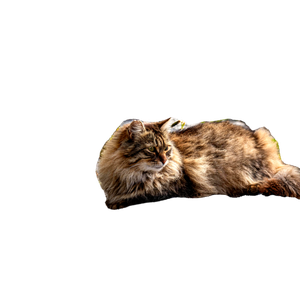 A Fluffy Tabby Cat Lounges On Rocks Amidst Bushes, Enjoying A Sunny Day Outdoors. 19432 - Cat PNG image with transparent background